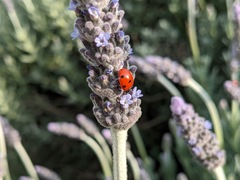 Coccinella septempunctata