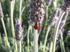 Coccinella septempunctata