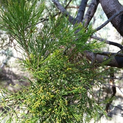 Exocarpos cupressiformis