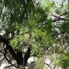 Exocarpos cupressiformis