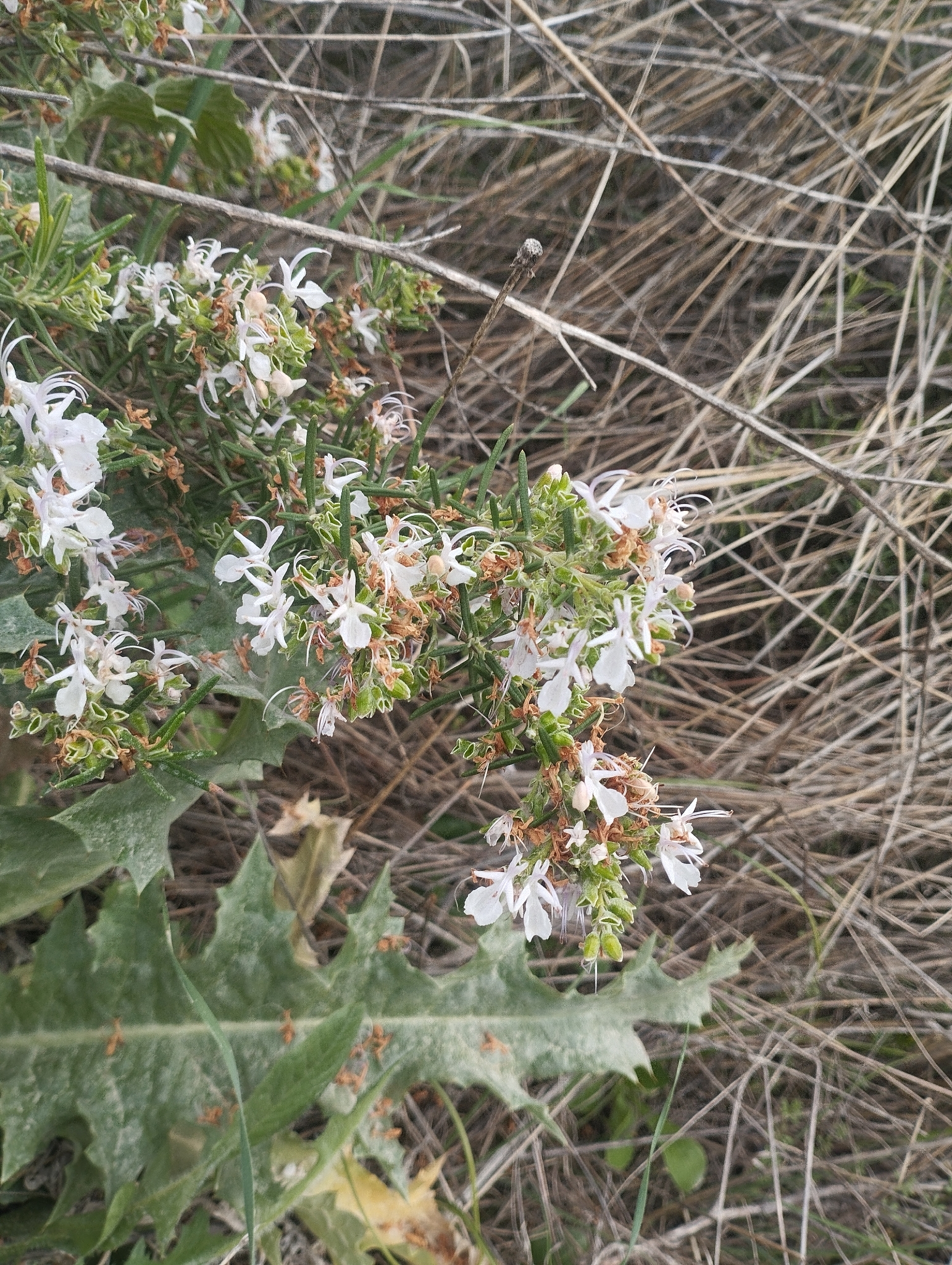 Rosemary (Salvia rosmarinus)