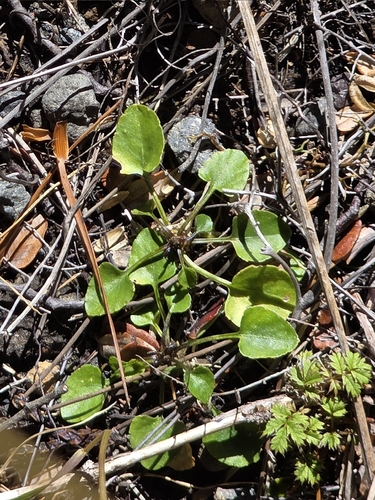 Mountain violet (Viola cunninghamii)