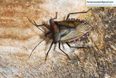 Pentatoma metallifera