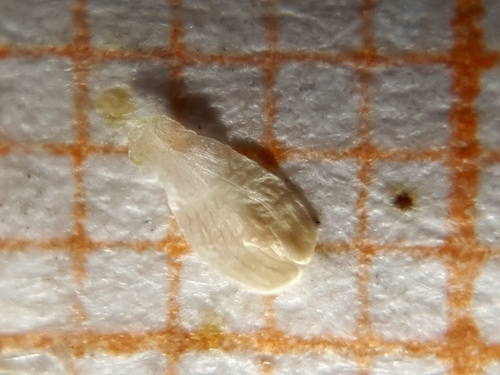 Reseda decursiva