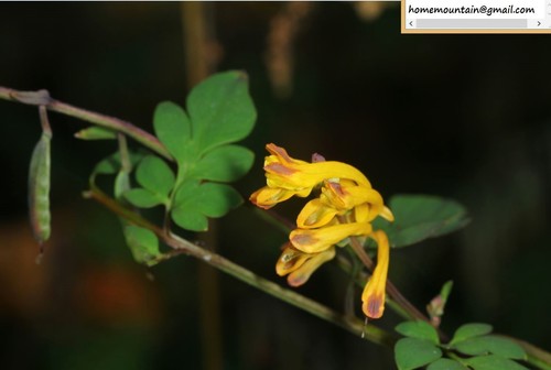 Corydalis raddeana iNat (2)
