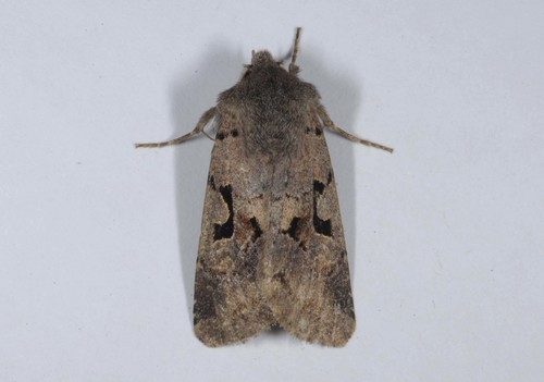 Hebrew Character