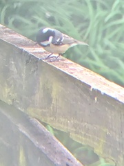 Periparus ater britannicus