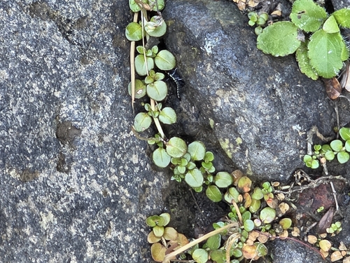 New Zealand Willowherb (Epilobium brunnescens)
