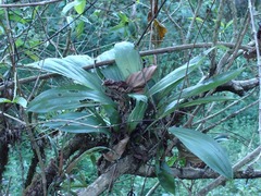 Gongora batemanni, photograph Alexis López Hernández, CC BY, iNaturalist via GBIF