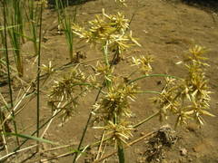 Cyperus articulatus