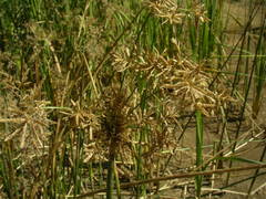 Cyperus articulatus