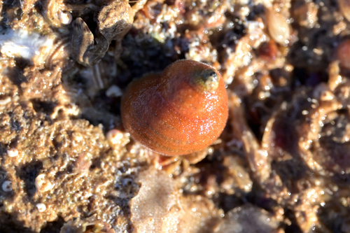 Euchelus atratus observed 2026-04-02