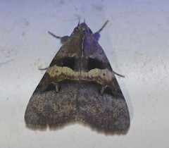 Avatha discolor