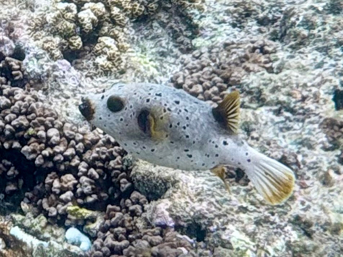 Arothron nigropunctatus