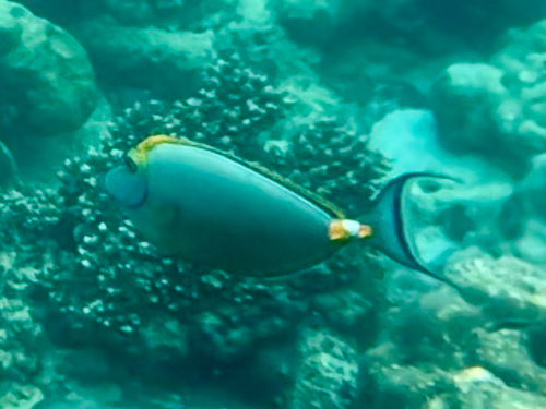 Naso elegans