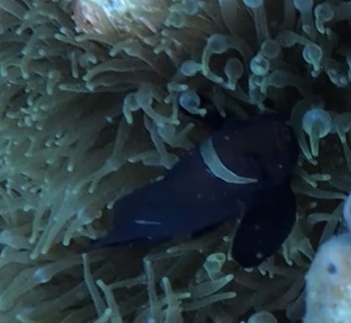 Spine-cheek Clownfish (Amphiprion biaculeatus)