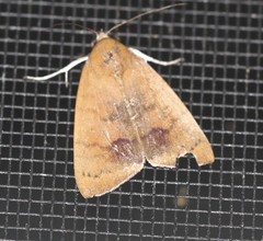 Detounda leptoplasta