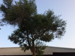 Melaleuca alternifolia