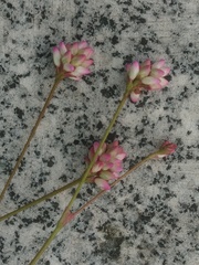 Persicaria runcinata