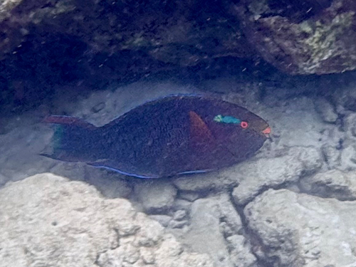 Scarus niger