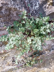 Erodium cicutarium