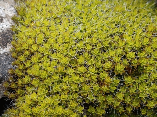 Intermediate Screw-moss (Syntrichia montana)