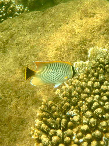Chaetodon trifascialis
