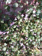 Cymbalaria muralis