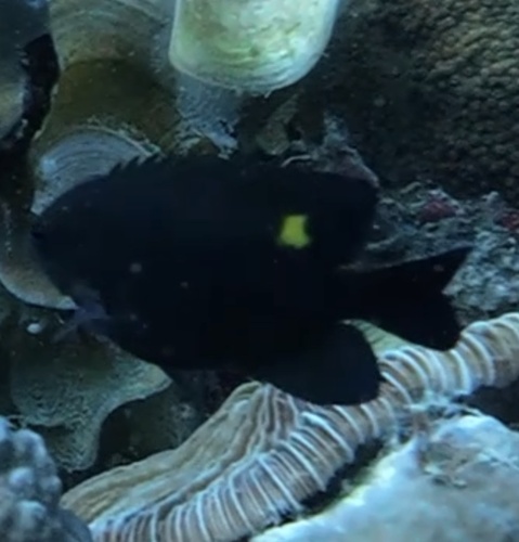 Pomacentrus burroughi