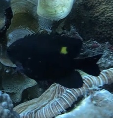 Pomacentrus burroughi