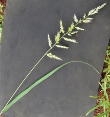 Schmidtia pappophoroides