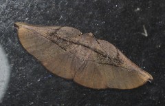 Xenomusa metallica