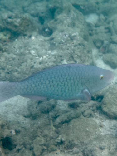 Scarus rubroviolaceus