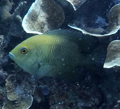 Hemiglyphidodon plagiometopon