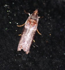 Calguia defiguralis