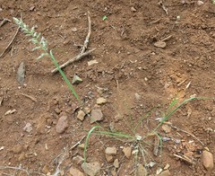 Schmidtia pappophoroides