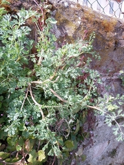 Erodium cicutarium
