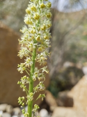 Alphons's Mignonette (Reseda alphonsi)