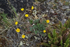 Potentilla arenosa