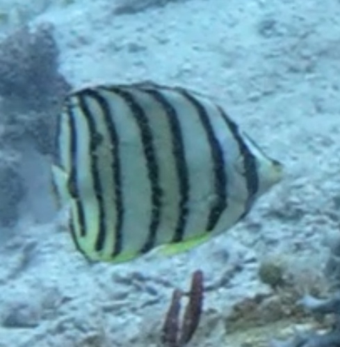 Chaetodon octofasciatus
