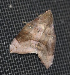 Poaphilini