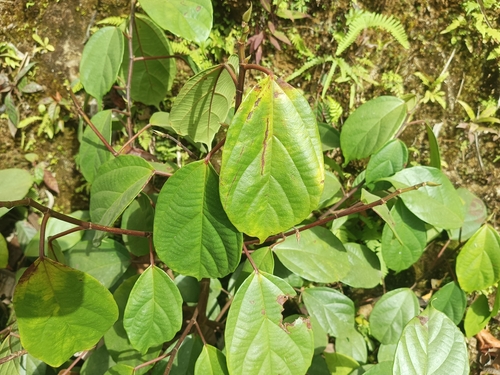 Ficus ulmifolia observed 2026-04-09