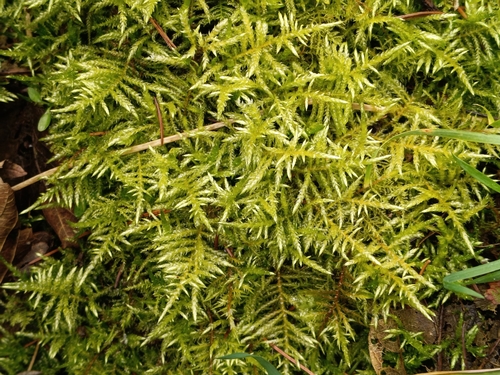 Hair-pointed Feather-moss (Cirriphyllum piliferum)