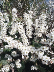 Crataegus monogyna