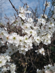 Crataegus monogyna