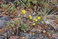 Potentilla arenosa