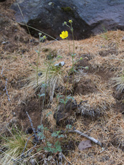 Potentilla arenosa
