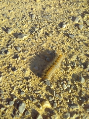 Thaumetopoea pityocampa