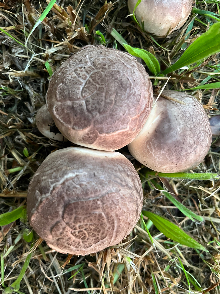 Agaricus xanthodermus · April 2026 · photo: © finch_fanatic (iNaturalist, cc0)