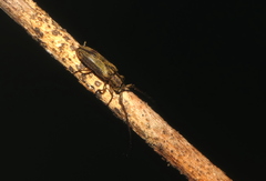 Amphicnaeia